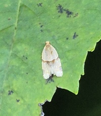 Clepsis peritana