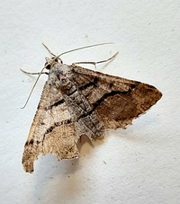 Digrammia continuata