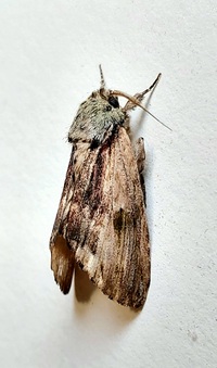 Oedemasia semirufescens