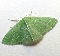Synchlora frondaria