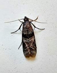 Dioryctria clarioralis