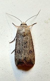 Anicla infecta