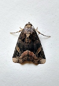 Homophoberia apicosa