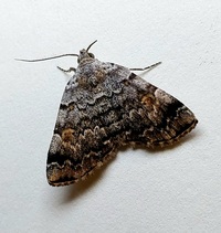 Idia americalis