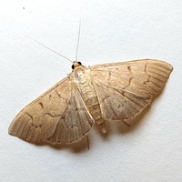 Herpetogramma theseusalis