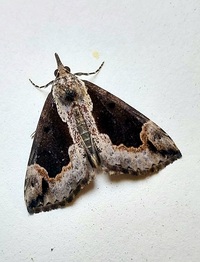 Hypena baltimoralis