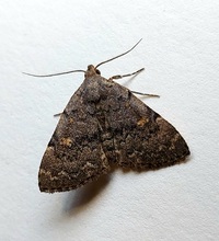Idia aemula