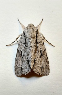 Acronicta lobeliae