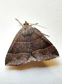 Parallelia bistriaris