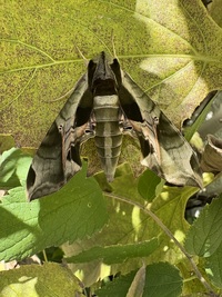 Eumorpha pandorus