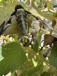 Eumorpha pandorus