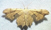 Calledapteryx dryopterata