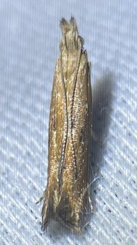 Isophrictis unidentified species