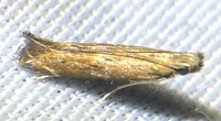 Isophrictis unidentified species