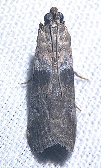 Sciota subfuscella