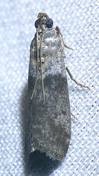 Sciota subfuscella
