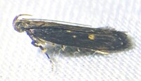 Chionodes discoocellella