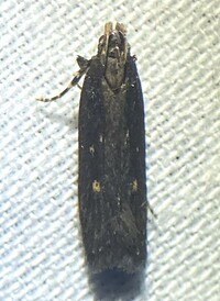 Chionodes discoocellella