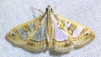 Glyphodes pyloalis