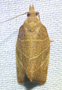 Pandemis limitata