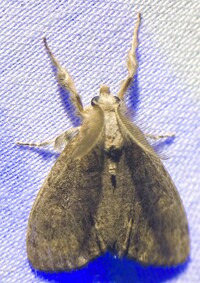 Orgyia leucostigma