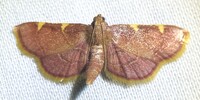 Hypsopygia olinalis