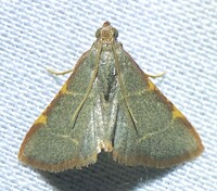 Hypsopygia binodulalis