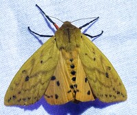 Pyrrharctia isabella
