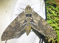 Manduca sexta