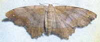 Hypagyrtis unipunctata