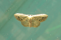 Scopula compensata