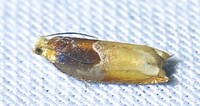 Ancylis divisana