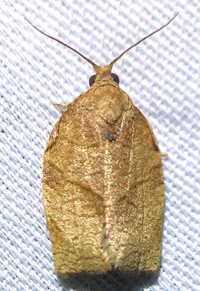 Choristoneura rosaceana