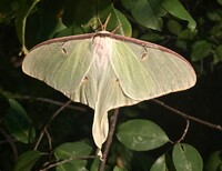 Actias luna