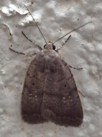 Athetis tarda