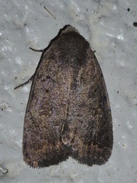 Athetis tarda