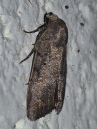 Athetis tarda