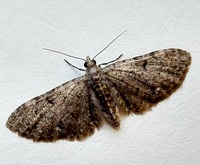 Eupithecia miserulata