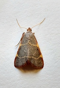 Hypsopygia binodulalis