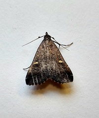 Tetanolita mynesalis