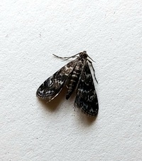 Elophila obliteralis