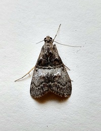 Pococera robustella
