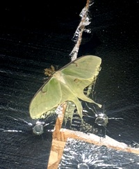 Actias luna
