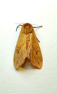 Pyrrharctia isabella