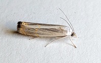 Parapediasia decorellus