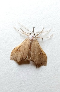 Redectis vitrea