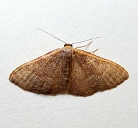 Leptostales pannaria