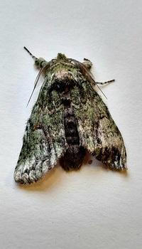Heterocampa umbrata