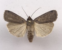 Protolampra brunneicollis