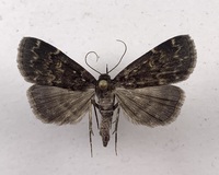 Idia lubricalis
